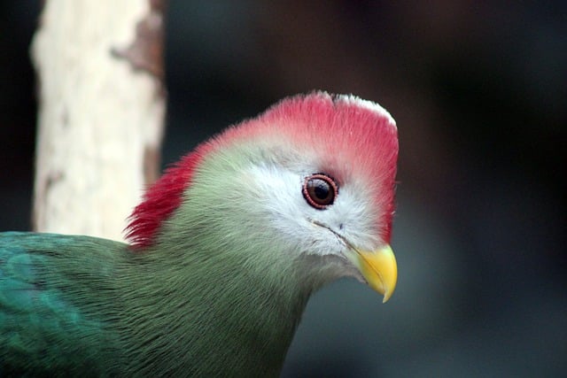 Free graphic bird tropics turaco jungle to be edited by GIMP free image editor by OffiDocs