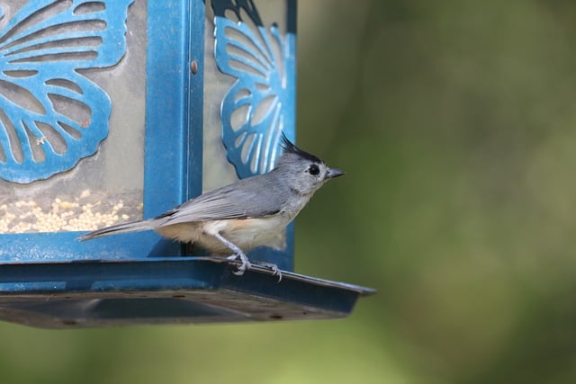 Baixe gratuitamente a imagem gratuita do alimentador de pássaros tufado de pássaro para ser editada com o editor de imagens on-line gratuito do GIMP