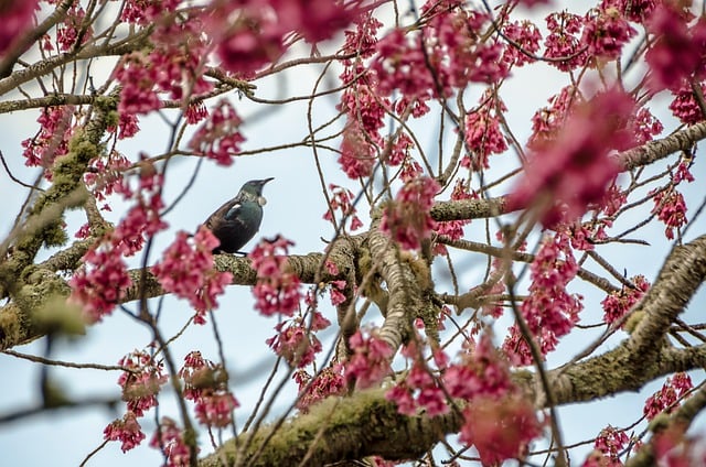 Free download bird tui ornithology species fauna free picture to be edited with GIMP free online image editor