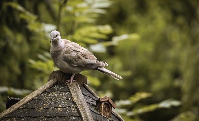 Free download bird turkey pigeons nature garden free picture to be edited with GIMP free online image editor