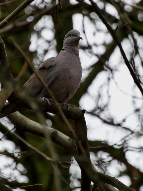 Free download bird turkish turtledove ornithology free picture to be edited with GIMP free online image editor