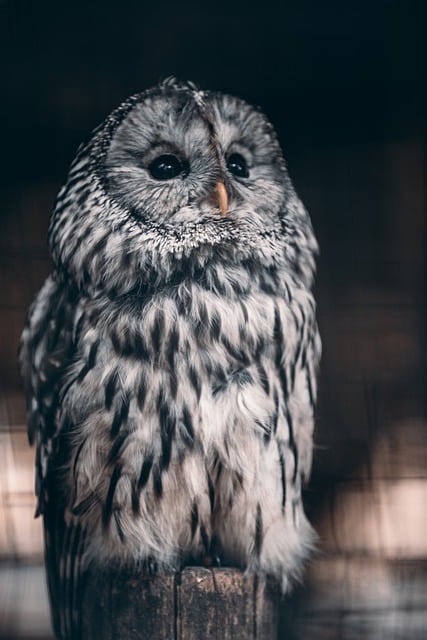 Free download bird uhu owl ornithology species free picture to be edited with GIMP free online image editor