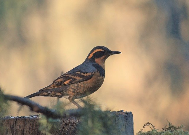 Gratis download Bird Varied Thrush Birding - gratis foto of afbeelding om te bewerken met GIMP online afbeeldingseditor