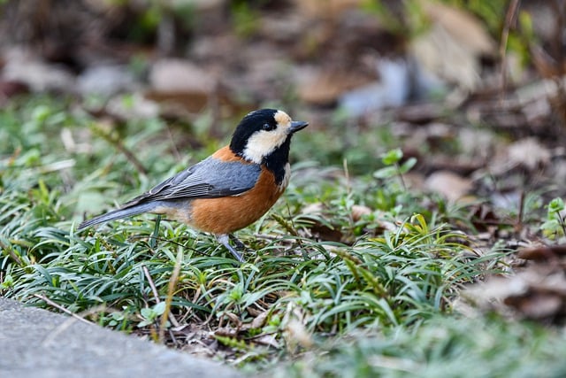 Free download bird varied tit ornithology species free picture to be edited with GIMP free online image editor
