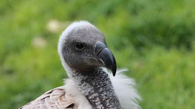 Free download bird vulture ornithology species free picture to be edited with GIMP free online image editor