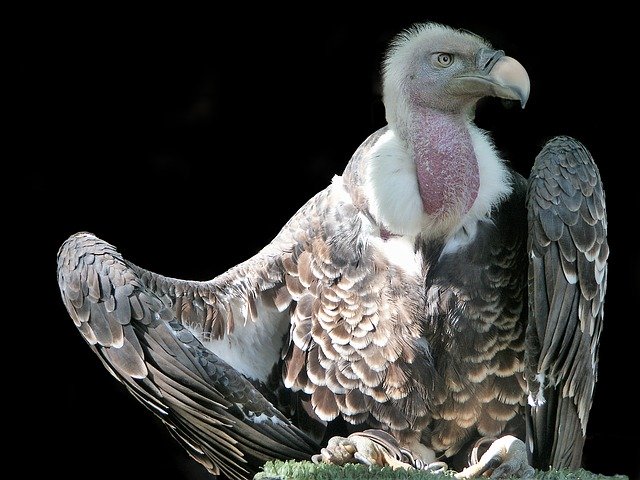 Kostenloser Download Bird Vulture Raptor - kostenloses Foto oder Bild zur Bearbeitung mit GIMP Online-Bildbearbeitung