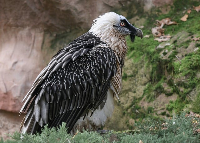 Download gratuito uccello avvoltoio raptor uccello rapace foto gratis da modificare con l'editor di immagini online gratuito di GIMP