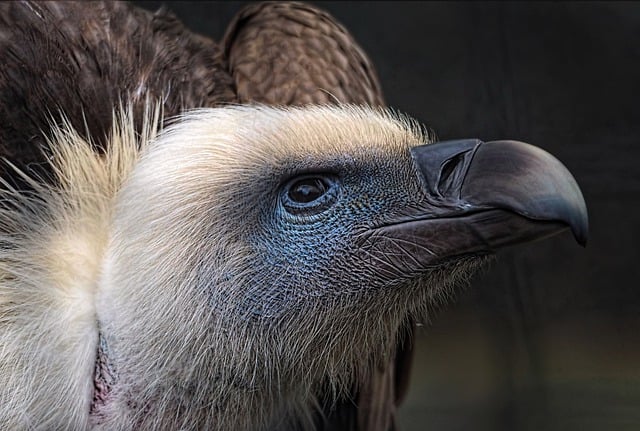 Free download bird vulture raptor nature fauna free picture to be edited with GIMP free online image editor
