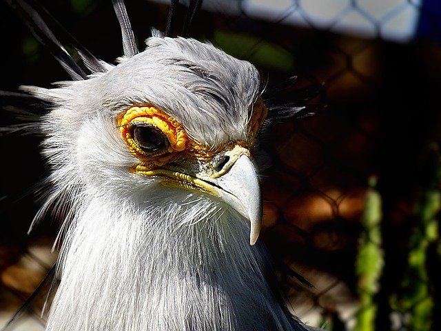 Free download Bird Vulture Zoo -  free photo or picture to be edited with GIMP online image editor