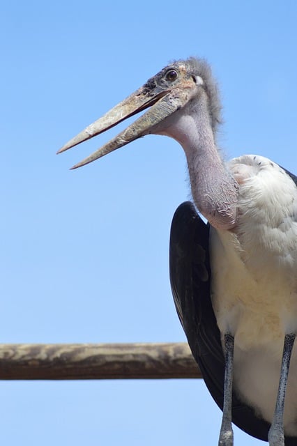 Free download bird wader zoo wildlife free picture to be edited with GIMP free online image editor