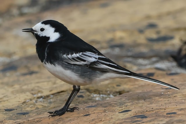 Free download bird wagtail ornithology species free picture to be edited with GIMP free online image editor
