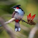 bird wallpaper  screen for extension Chrome web store in OffiDocs Chromium