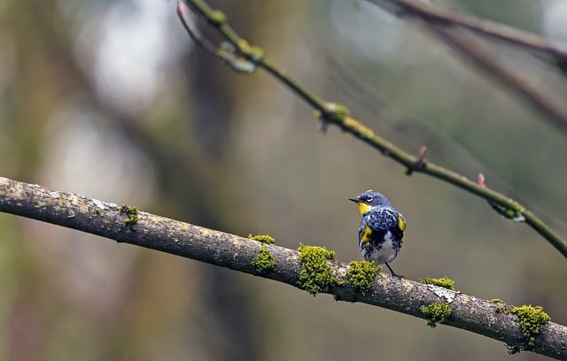 Free download bird warbler branch moss lichen free picture to be edited with GIMP free online image editor