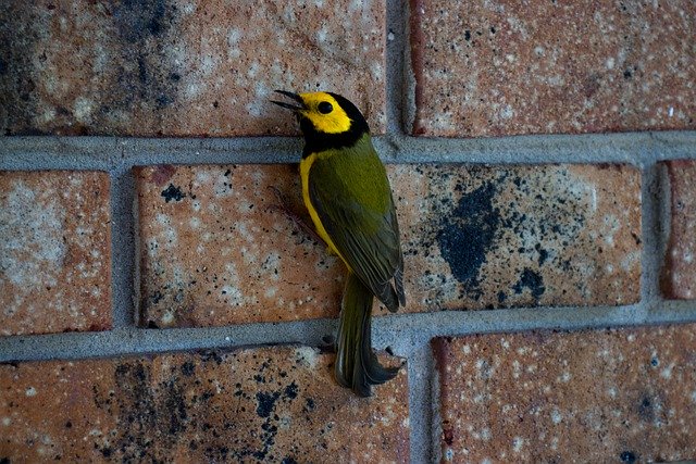 Free download Bird Warbler Nature -  free photo or picture to be edited with GIMP online image editor