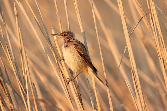 Безкоштовно завантажте зображення птаха очеретянка природа тварина птах для редагування за допомогою безкоштовного онлайн-редактора зображень GIMP
