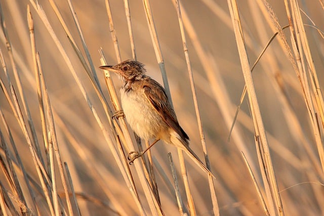 Free download bird warbler nature animal avian free picture to be edited with GIMP free online image editor