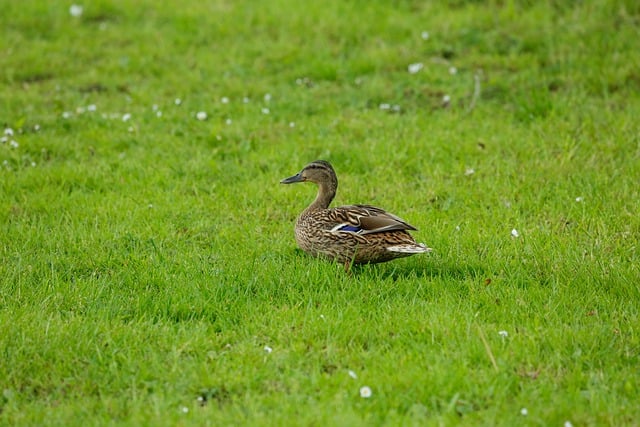Free download bird watching teal ornithology free picture to be edited with GIMP free online image editor