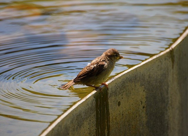 Free download Bird Water -  free photo or picture to be edited with GIMP online image editor