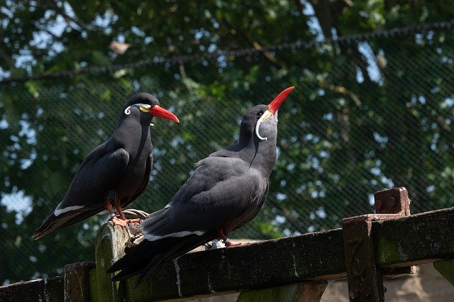 Free download Bird Water Animal World -  free photo or picture to be edited with GIMP online image editor