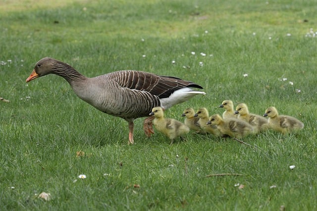 Free download bird water bird greylag goose chick free picture to be edited with GIMP free online image editor