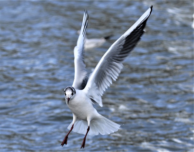 Free download bird waterbird wildlife animal free picture to be edited with GIMP free online image editor