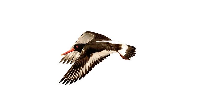 Free download Bird Water Feather -  free illustration to be edited with GIMP free online image editor