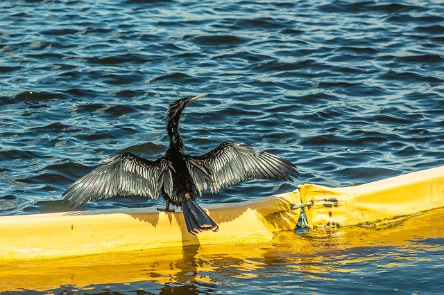 無料ダウンロード Bird Water Florida - GIMP オンライン画像エディターで編集できる無料の写真または画像