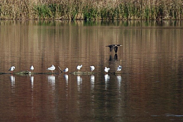 Téléchargement gratuit de Bird Water Lake - photo ou image gratuite à modifier avec l'éditeur d'images en ligne GIMP