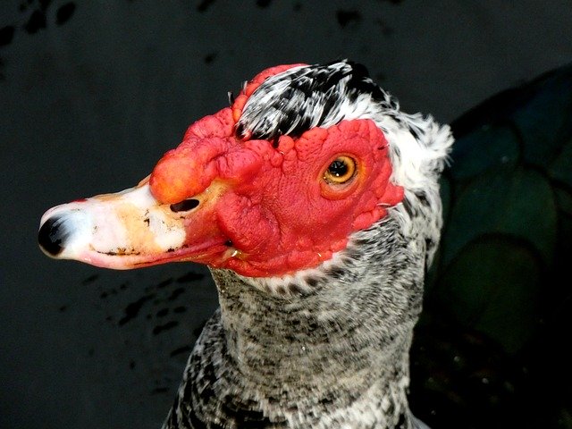 Free download Bird Water Muscovy Duck -  free photo or picture to be edited with GIMP online image editor