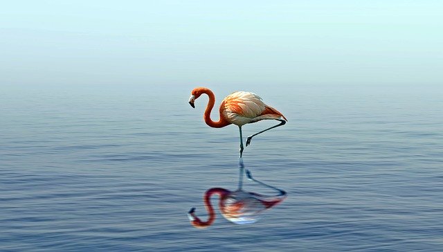 Free download Bird Water Nature free photo template to be edited with GIMP online image editor