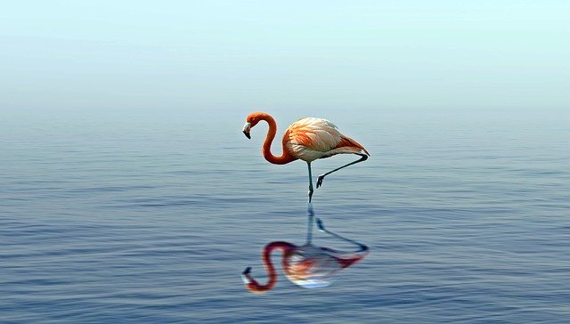 Bezpłatne pobieranie darmowego szablonu zdjęć Bird Water Nature do edycji za pomocą internetowego edytora obrazów GIMP