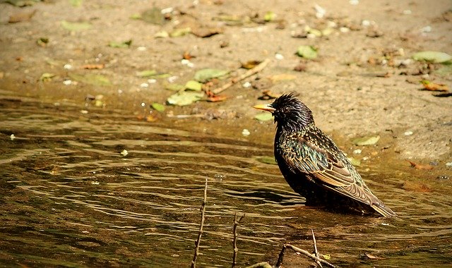 Descarga gratuita Bird Water Park: foto o imagen gratuita para editar con el editor de imágenes en línea GIMP