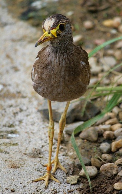 Free download Bird Water Peewit -  free photo or picture to be edited with GIMP online image editor