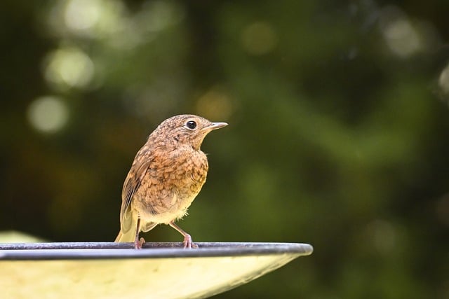 Free download bird water perch nature wildlife free picture to be edited with GIMP free online image editor