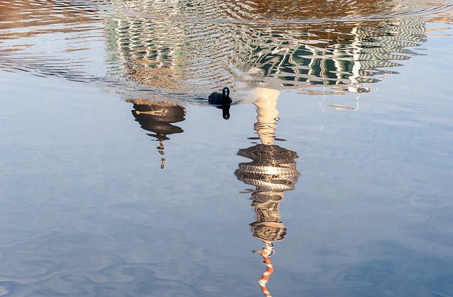 Free download bird water reflection water bird free picture to be edited with GIMP free online image editor