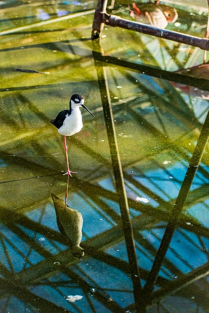 Free download bird waterside water reflection free picture to be edited with GIMP free online image editor