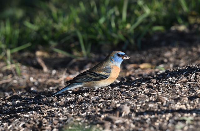 Free download bird western bluebird wildlife free picture to be edited with GIMP free online image editor