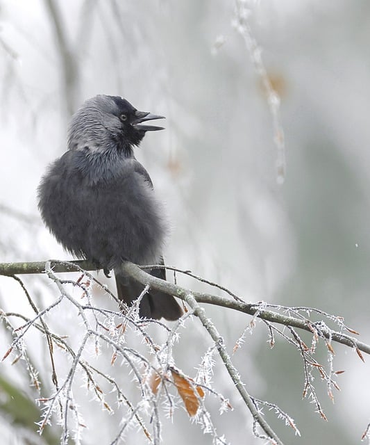Free download bird western jackdaw jackdaw free picture to be edited with GIMP free online image editor