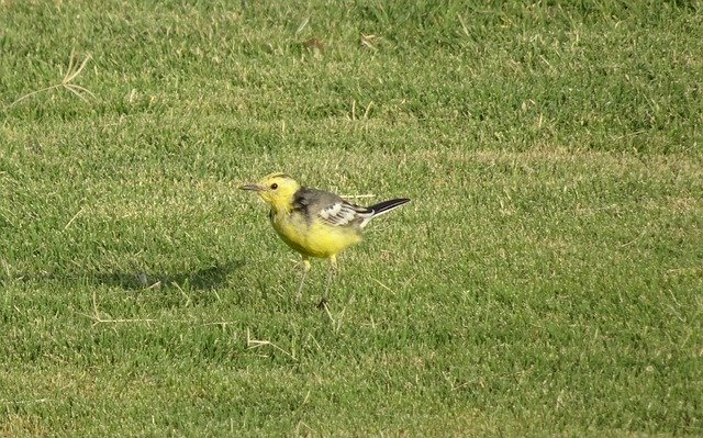 Free download Bird Western Yellow Wagtail -  free photo or picture to be edited with GIMP online image editor