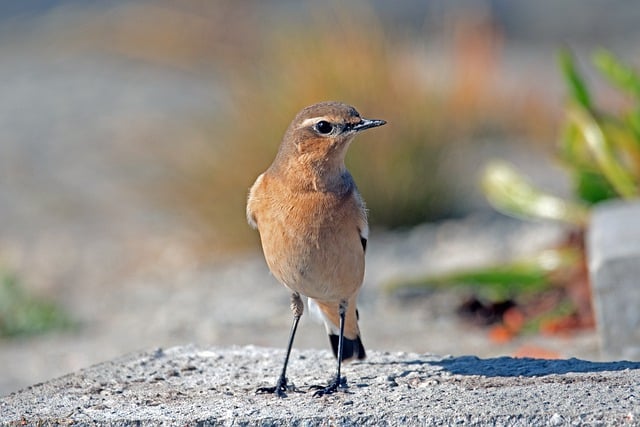 Free download bird wheatear animal songbird free picture to be edited with GIMP free online image editor