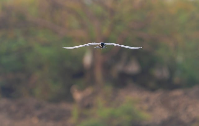 Free download bird whiskered tern tern nature free picture to be edited with GIMP free online image editor