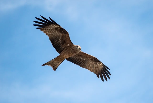 Free download bird whistling kite flying bird free picture to be edited with GIMP free online image editor