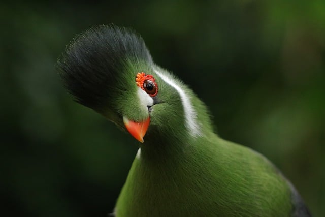 قم بتنزيل صورة طائر Turaco الأبيض الخدين مجانًا ليتم تحريرها باستخدام محرر الصور المجاني عبر الإنترنت من GIMP