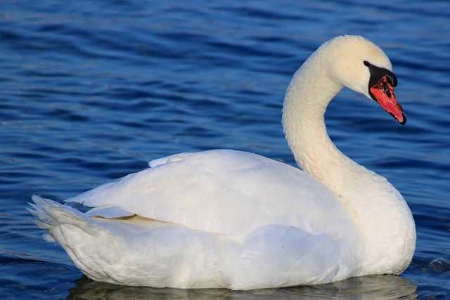 Baixe grátis a imagem gratuita do lago de plumagem de cisne branco para ser editada com o editor de imagens on-line gratuito do GIMP