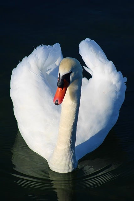 Bezpłatne pobieranie zdjęć ptaka, białego łabędzia, upierzenia ptactwa wodnego, do edycji za pomocą bezpłatnego edytora obrazów online GIMP