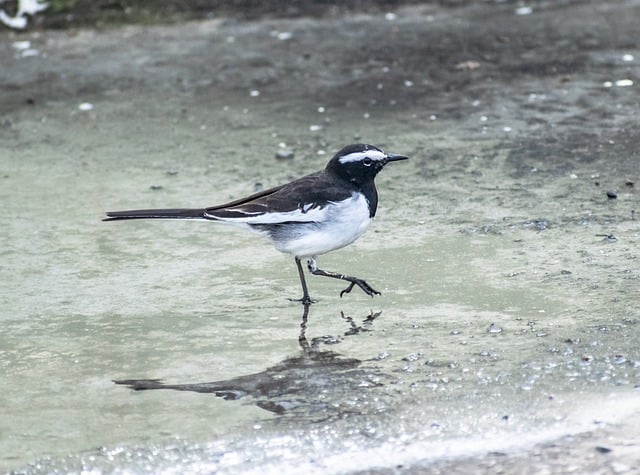 Free download bird white wagtail wild birds free picture to be edited with GIMP free online image editor