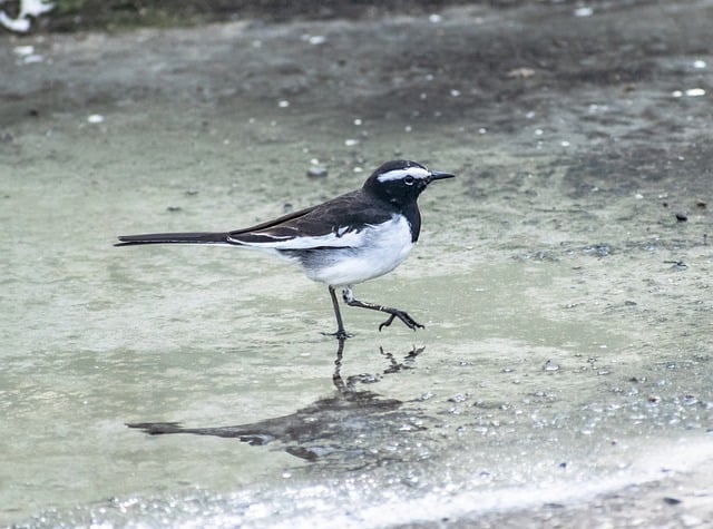 Free download bird white wagtail wild birds free picture to be edited with GIMP free online image editor