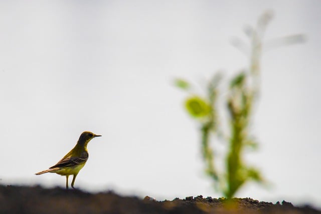 Free download bird wigtail yellow wigtail nature free picture to be edited with GIMP free online image editor