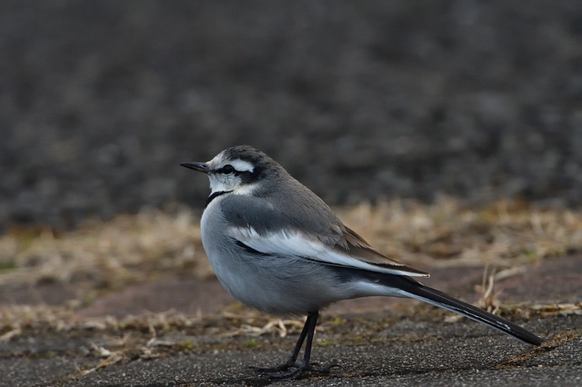 Free download bird wild animals natural animal free picture to be edited with GIMP free online image editor