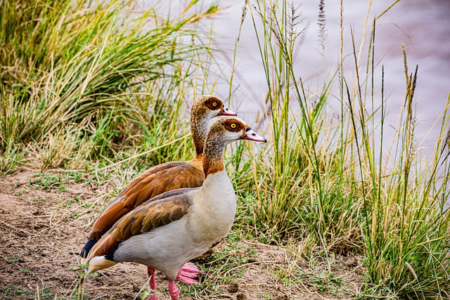 قم بتنزيل صورة مجانية لطيور الحيوانات البرية البرية لتحريرها باستخدام محرر الصور المجاني عبر الإنترنت GIMP